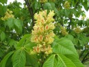 Aesculus flava 20070506 036