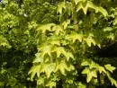 Acer pseudoplatanus 20060520 124