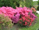 Azalea japonica 20080502 031