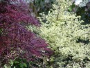 Acer palmatum Red Pygmy 044