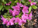 Azalea japonica cv.