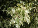 Acer negundo Variegata 159