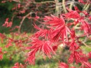 Acer palmatum cv. 20070407 114