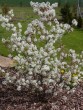 Amelanchier Balerina 134