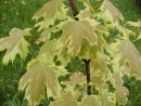 Acer platanoides Drumondii