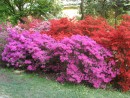 Azalea japonicca 20080502 041