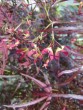 Acer palmatum Red Pygmy 20030510 005