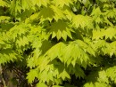 Acer shirasawanum Aureum 203