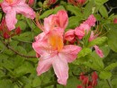 Azalea sp. 244