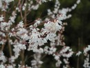 Abeliophyllum distichum1