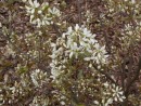 Amelanchier Balerina 131