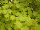 Acer circinatum 20060525 060