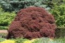 Acer palmatum Garnet 20090502 208