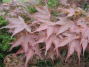 Acer palmatum Atropurpureum 20070506 091