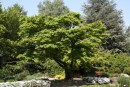 Acer palmatum 20090502 414