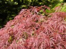 Acer palmatum Dissectum Garnet 20030510 002