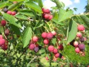 Amelanchier lamarckii Balerina 20070614 004