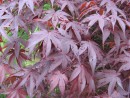 Acer palmatum Atropurpureum 20070506 092