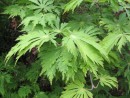 Acer japonicum Aconitifolium 20070506 093