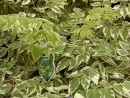 Aralia elata Variegata 20040827 029