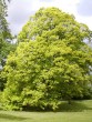 Acer pseudoplatanus 20060520 123