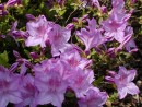 Azalea japonica 20030513 016