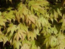 Acer palmatum Osakazuki 202