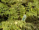 Aralia elata Aureovariegata 20040827 028