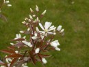 Amelanchier Balerina 132