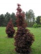 Acer platanoides Crimson Sentry 20070506 020