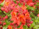 Azalea sp. 260