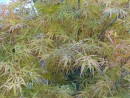 Acer palmatum Red Pygmy 072