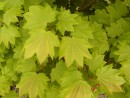 Acer circinatum 20060525 059