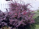 Berberis thunbergii Atropurpurea 026