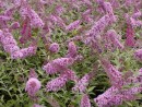 Buddleia davidii Pink Delight 20040812 008