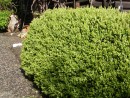 Buxus sempervirens 205