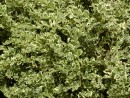 Buxus sempervirens Argenteovariegata 291