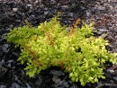 Berberis thunbergii Golden Carpet 20030510 025