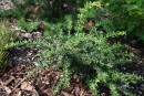 Berberis candidula 20090702 051