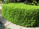 Buxus sempervirens 20080524 040