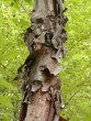 Betula davurica 20040827 233