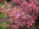 Berberis thunbergii Rose Glow 200500614 004