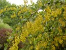 Berberis vulgaris 246