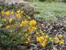 Berberis stenophylla_2