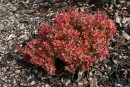 Berberis thunbergii Admiration 20090702 031