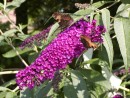 Buddleia davidii Nahno Purple 006