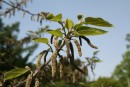 Broussonetia papyrifera 20090502 447