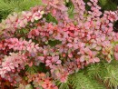 Berberis thunbergii Harlequin Carpet 20061025 062