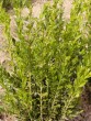 Buxus sempervirens Angustifolia 110