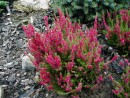 Calluna vulgaris Darkness